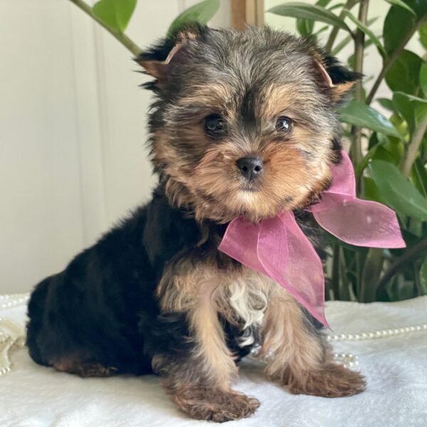 Baby Rubi