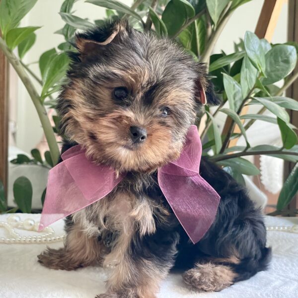 Baby Rubi - Image 2