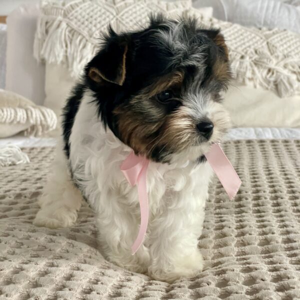 Princess - Image 5