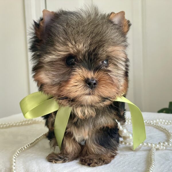 Lil' Royce - Image 5