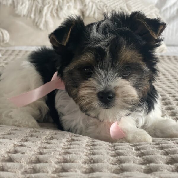 Princess - Image 2