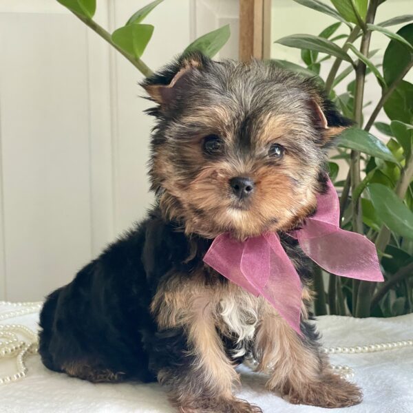 Baby Rubi - Image 6