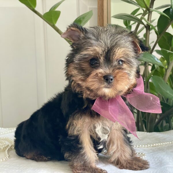 Baby Rubi - Image 7