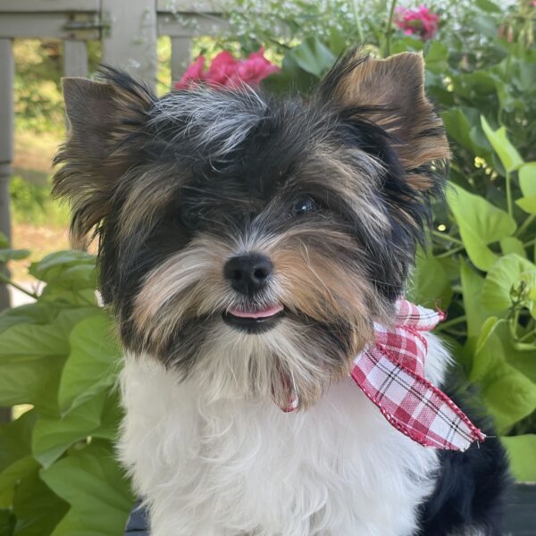 Patrick - Image 10