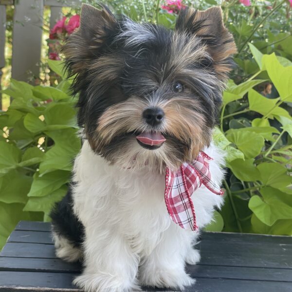 Patrick - Image 12