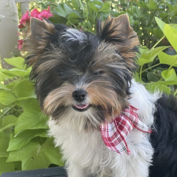 Patrick - Image 13