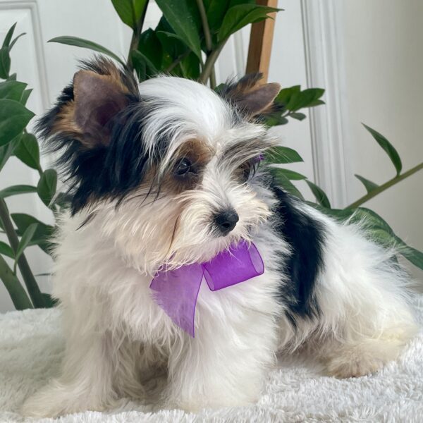 Bonita - Image 2