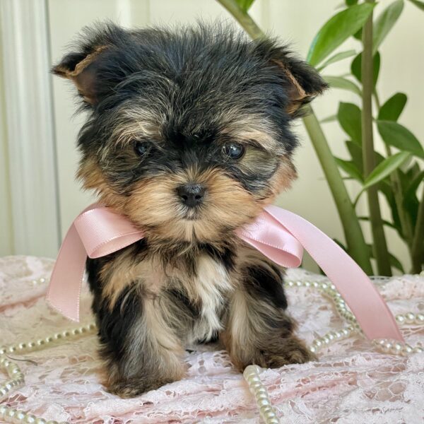 Cutie Pie - Image 3