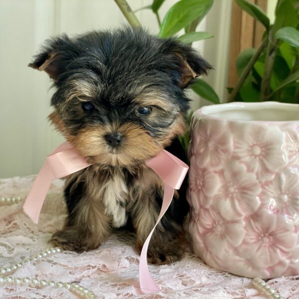 Cutie Pie - Image 8