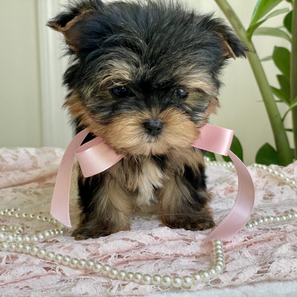 Cutie Pie - Image 10