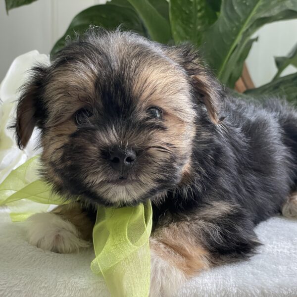 Scotty - Image 4