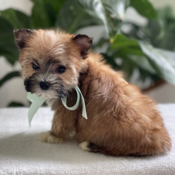 Scamper - Image 4