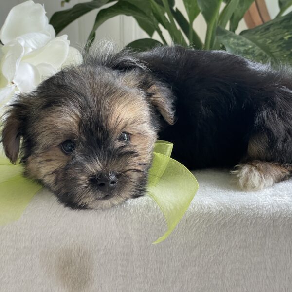 Scotty - Image 7