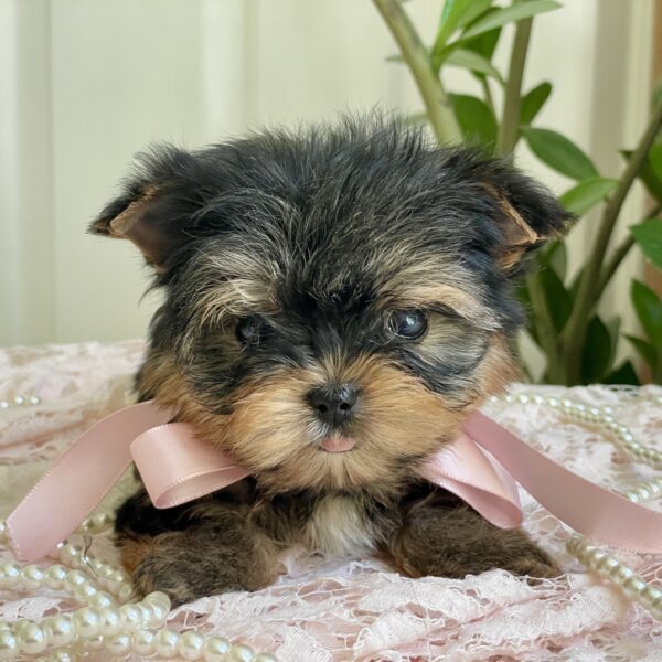 Cutie Pie - Image 2