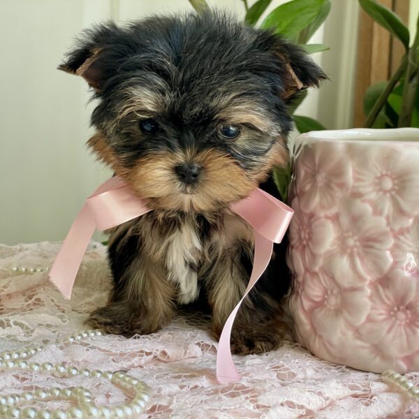 Cutie Pie - Image 9