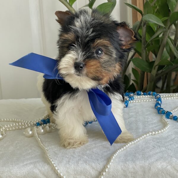 Cooper