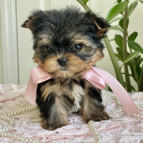 Cutie Pie - Image 4