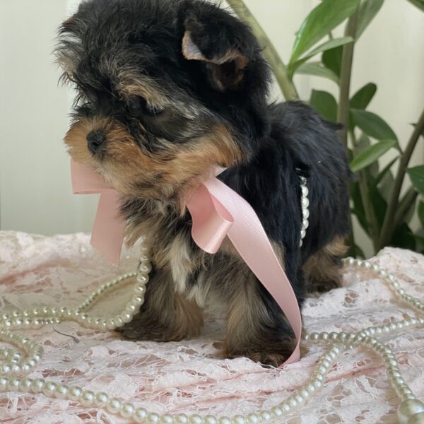 Cutie Pie - Image 12