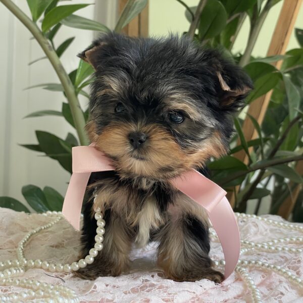 Cutie Pie - Image 13