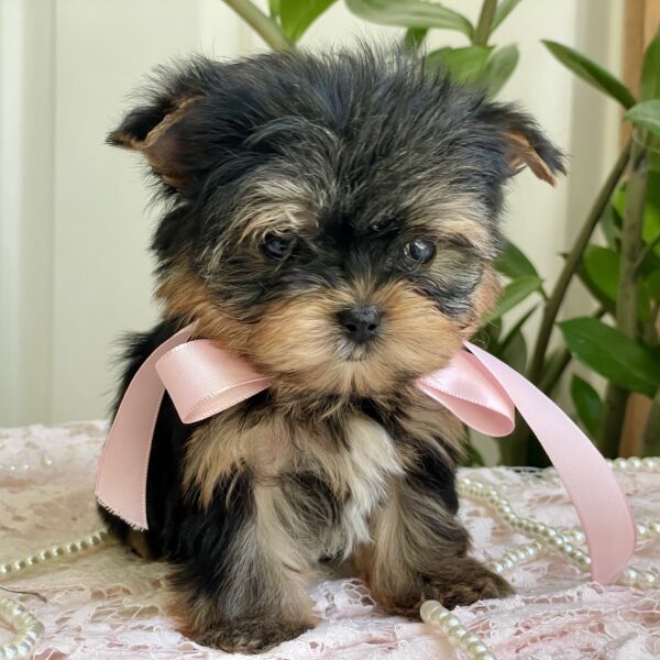 Cutie Pie - Image 5