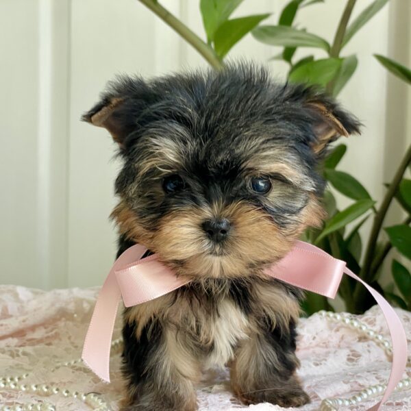 Cutie Pie - Image 11