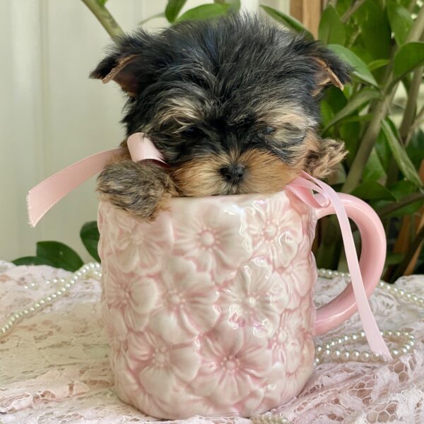 Cutie Pie - Image 7