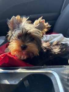 Absolutely perfect! - Contented Puppies Paradise IMG 0051