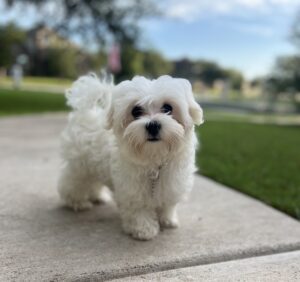 Contented Puppies is the BEST! - Contented Puppies Paradise IMG 7398