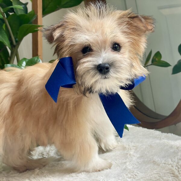 Scamper - Image 2