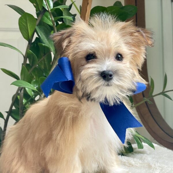Scamper - Image 3