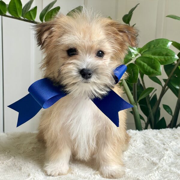 Scamper - Image 9