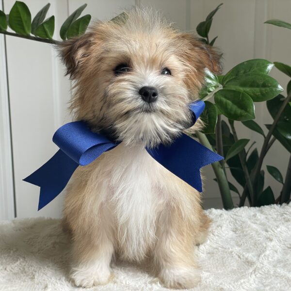 Scamper - Image 10