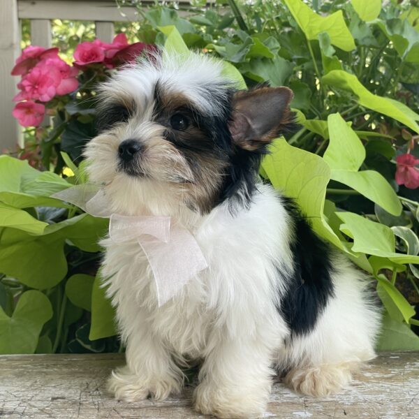 Bonita