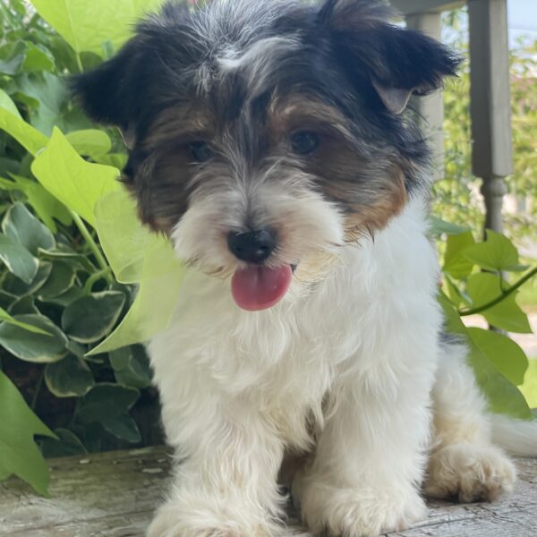 Marty - Image 9