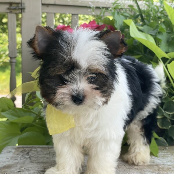 Buddy - Image 3