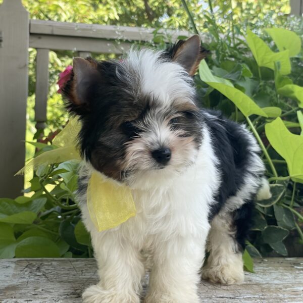 Buddy - Image 4