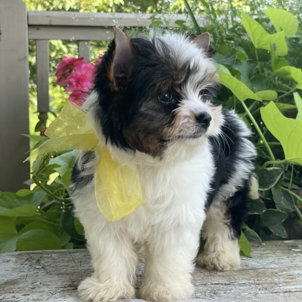 Buddy - Image 5