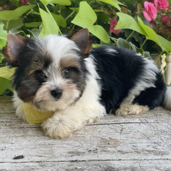 Buddy - Image 7