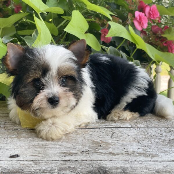 Buddy - Image 8