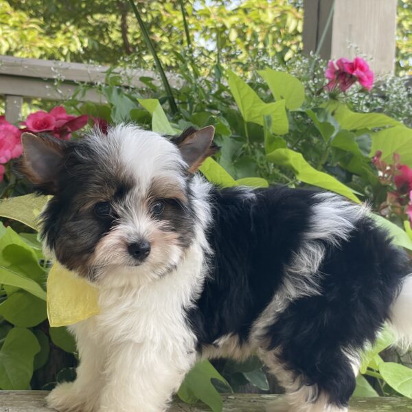 Buddy - Image 9