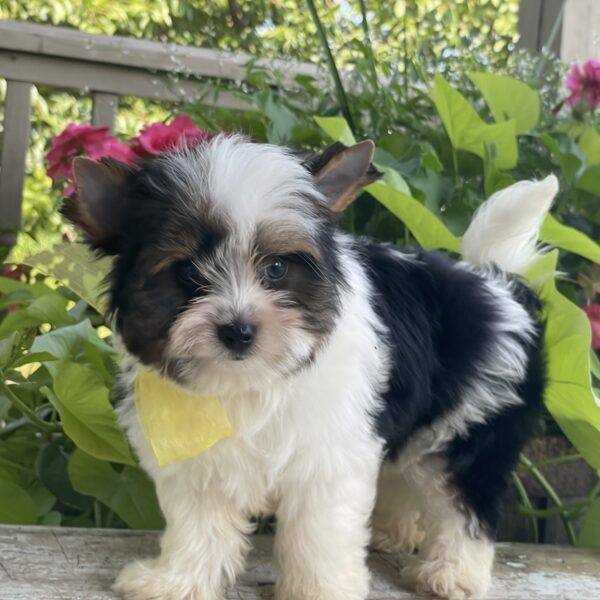 Buddy - Image 10