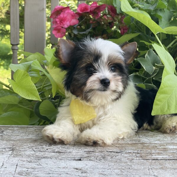 Buddy - Image 11