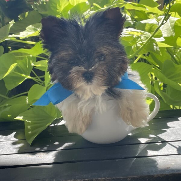 Tiny Boo - Image 11