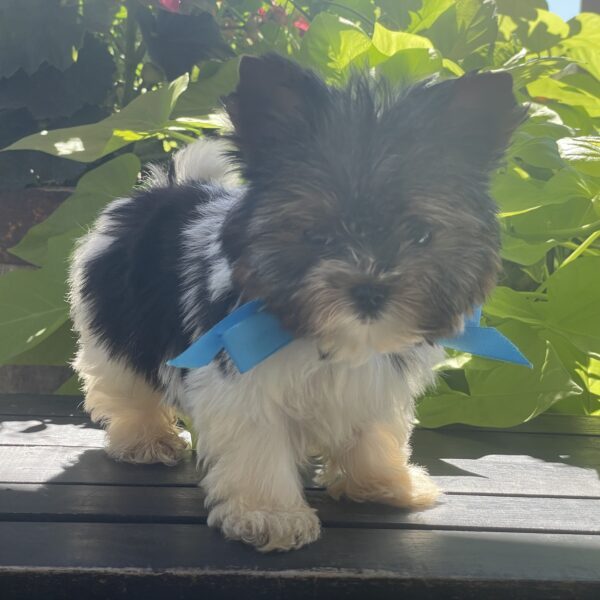 Tiny Boo - Image 13