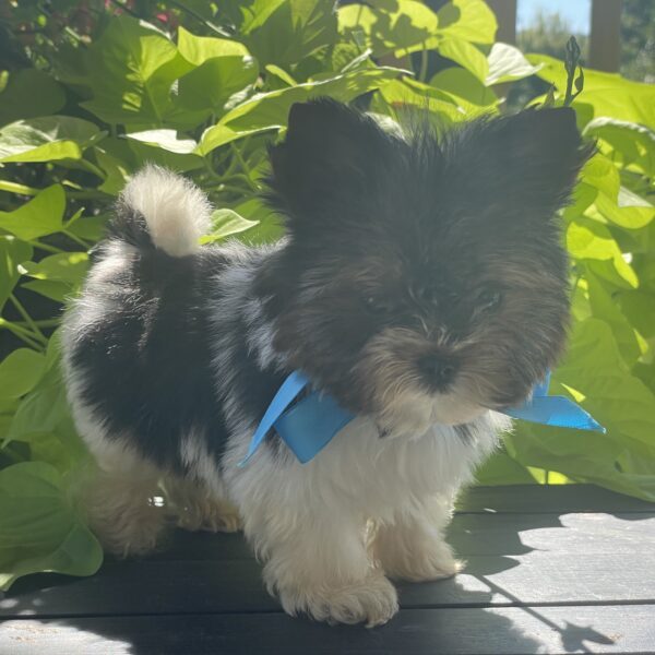Tiny Boo - Image 12