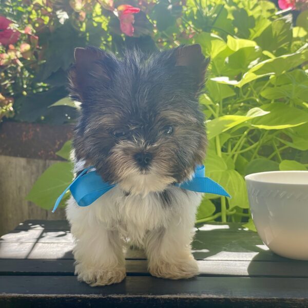 Tiny Boo - Image 10
