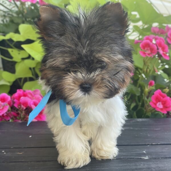 Tiny Boo - Image 9