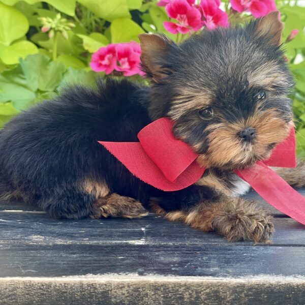 Itty Bitty Benji - Image 2