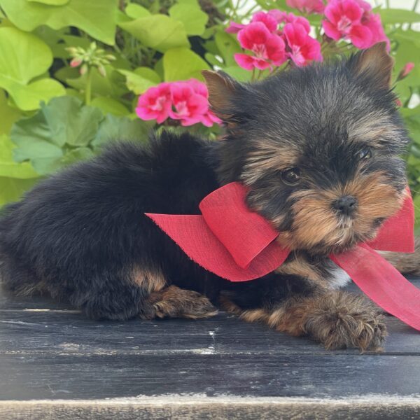 Itty Bitty Benji - Image 3