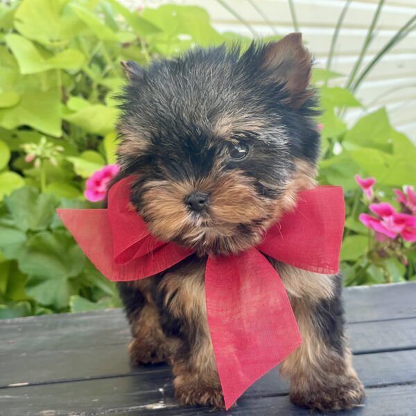 Itty Bitty Benji - Image 4